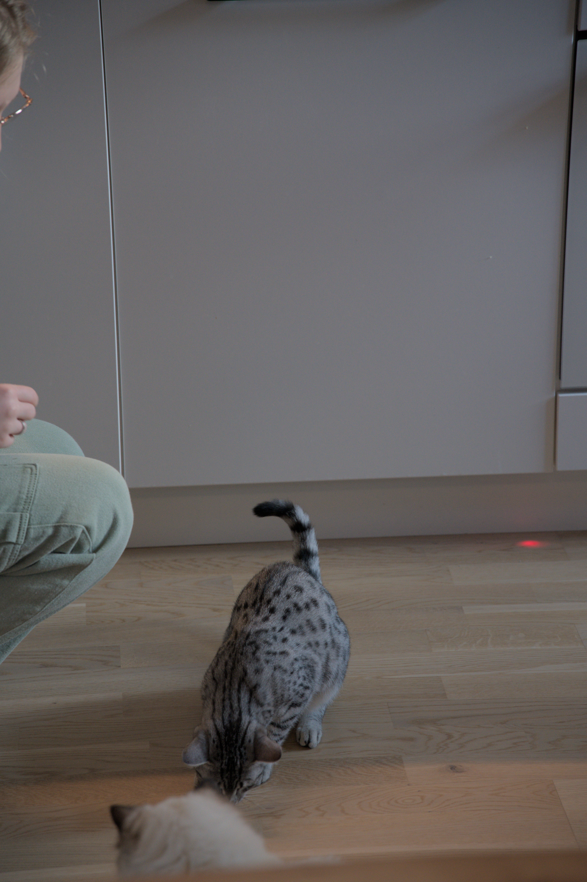 2025/10/12 - cats/DSC_0068.jpg